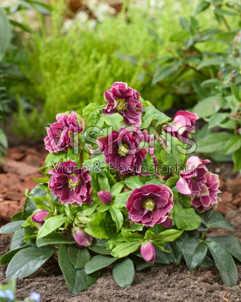 Helleborus orientalis Rubina