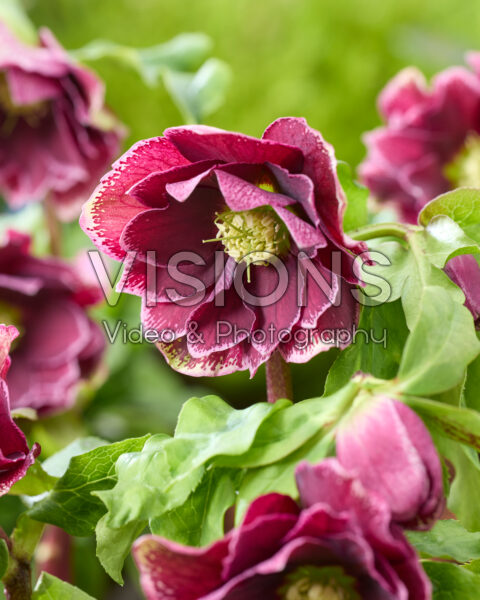 Helleborus orientalis Rubina
