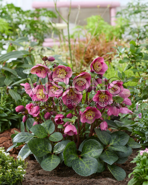 Helleborus Frostkiss Rhythm Pink