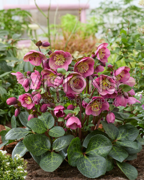 Helleborus Frostkiss Rhythm Pink