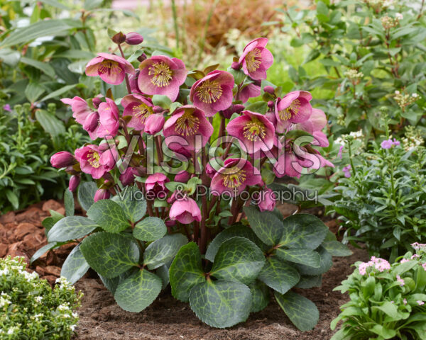 Helleborus Frostkiss Rhythm Pink