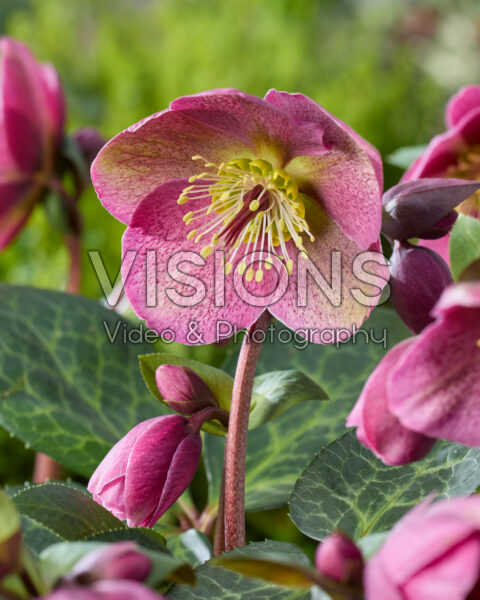 Helleborus Frostkiss Rhythm Pink
