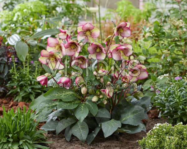 Helleborus Frostkiss Magico