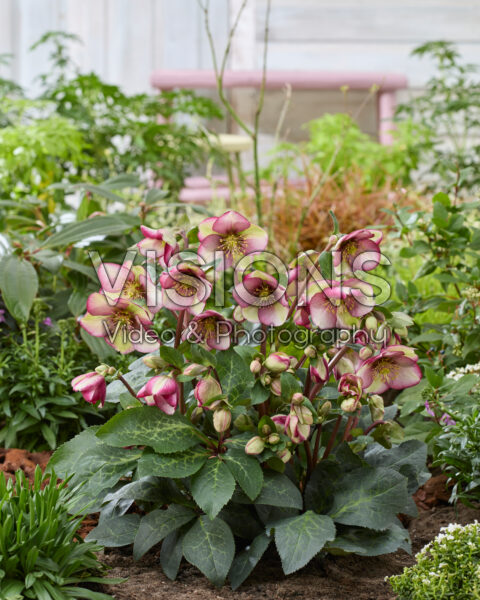 Helleborus Frostkiss Magico