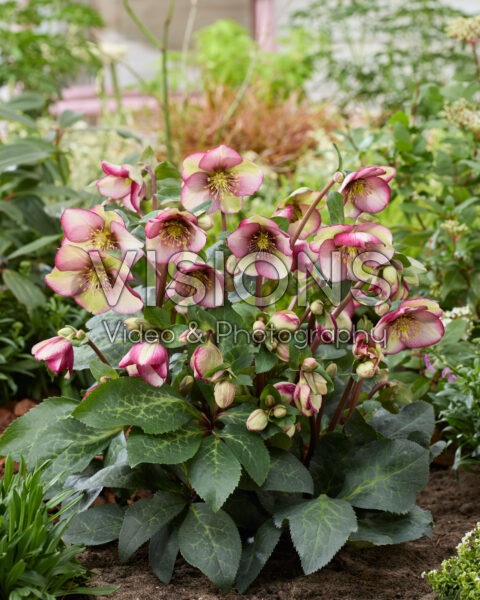 Helleborus Frostkiss Magico