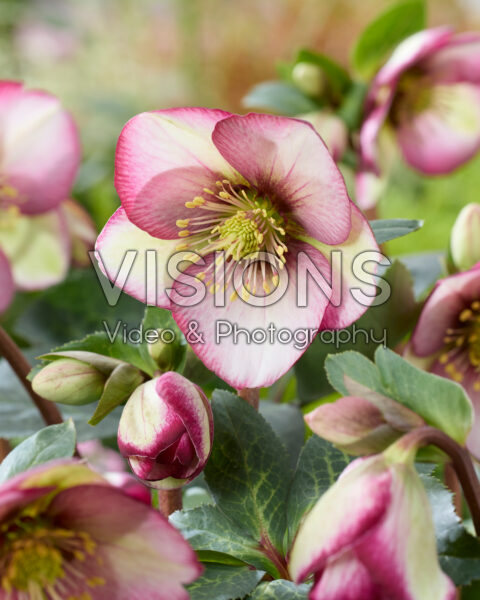 Helleborus Frostkiss Magico