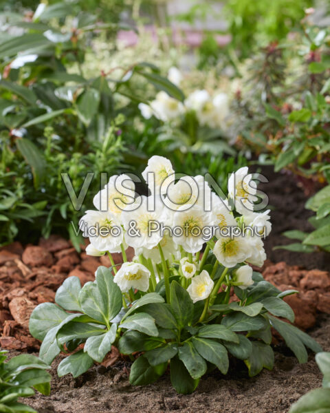 Helleborus niger Bright Star