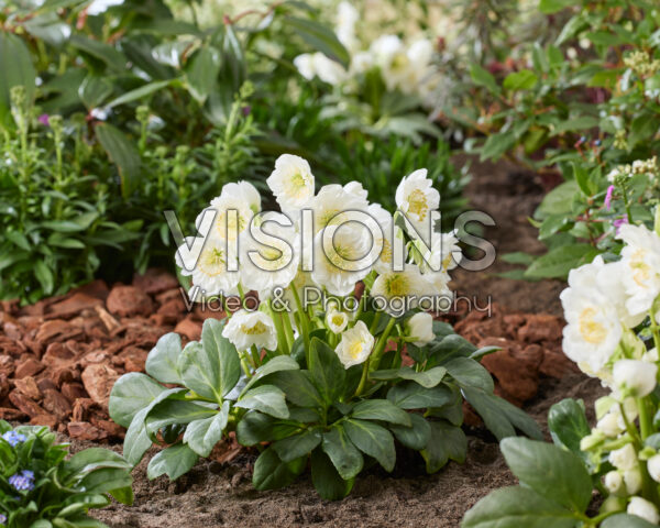 Helleborus niger Bright Star