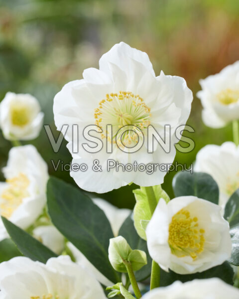 Helleborus niger Bright Star