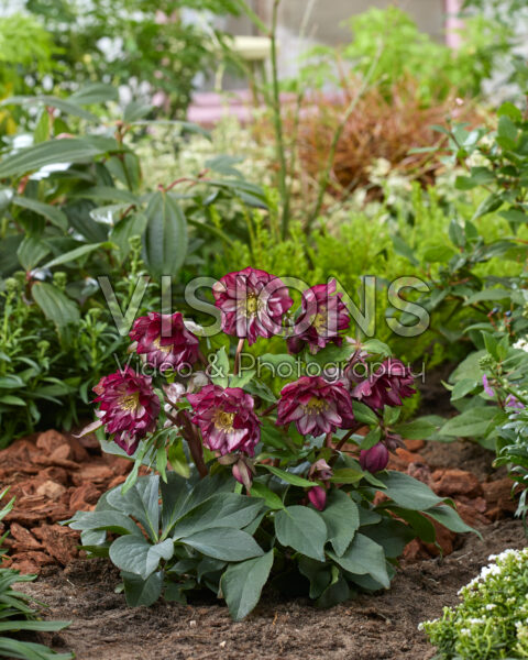 Helleborus orientalis Elise Helleborus orientalis Elise