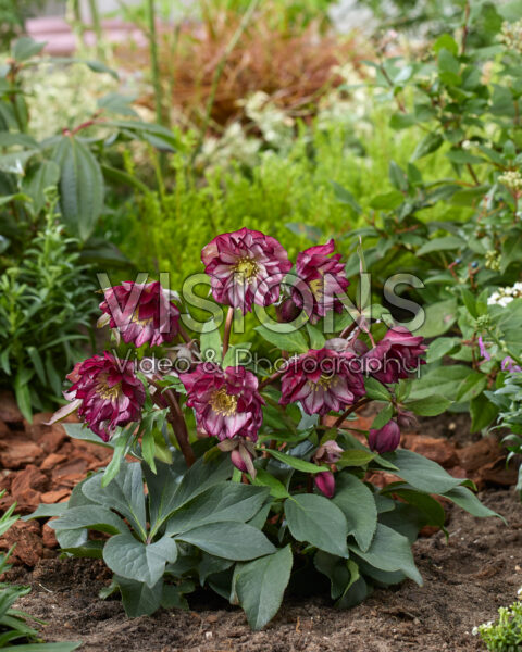 Helleborus orientalis Elise