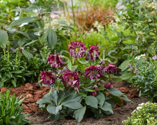 Helleborus orientalis Elise