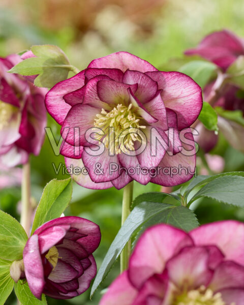 Helleborus orientalis Elise