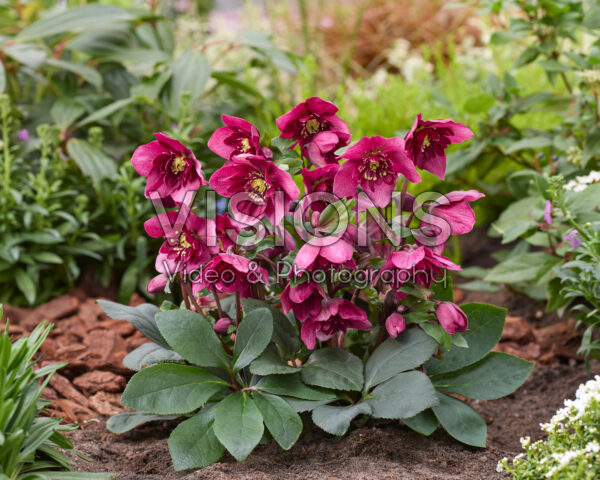 Helleborus orientalis Jaëlla