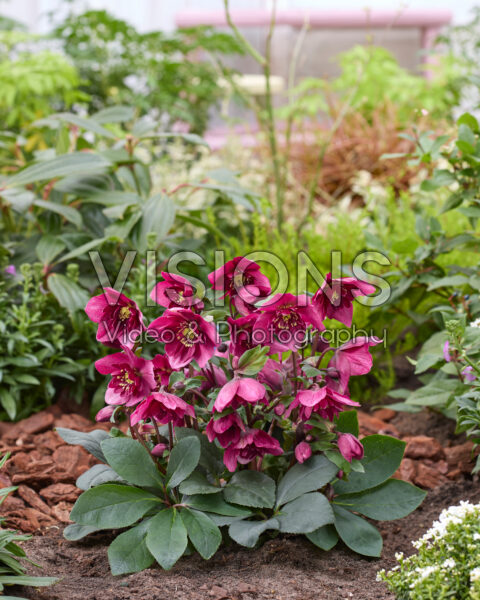 Helleborus orientalis Jaëlla