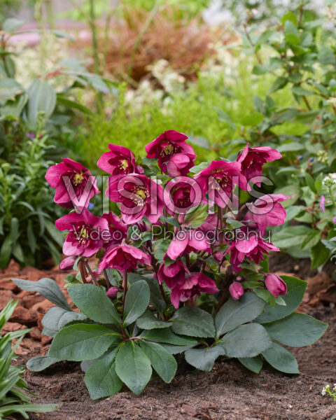 Helleborus orientalis Jaëlla Helleborus orientalis Jaëlla