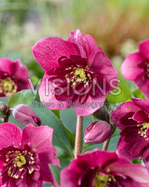 Helleborus orientalis Jaëlla