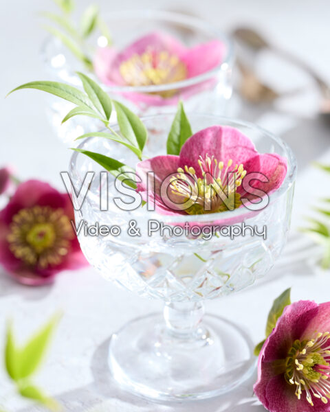 Helleborus Frostkiss Rhythm Pink