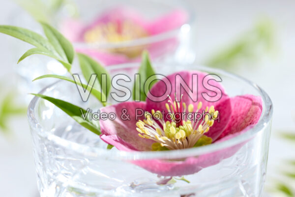 Helleborus Frostkiss Rhythm Pink Helleborus Frostkiss Rhythm Pink