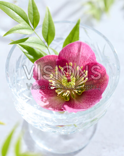 Helleborus Frostkiss Rhythm Pink