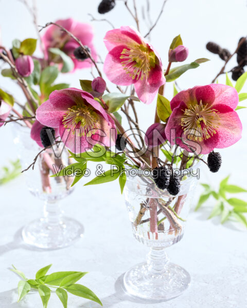 Helleborus Frostkiss Rhythm Pink
