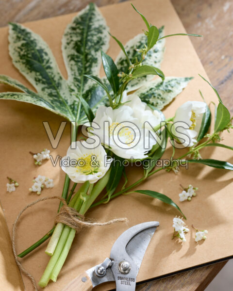 Helleborus niger Bright Star