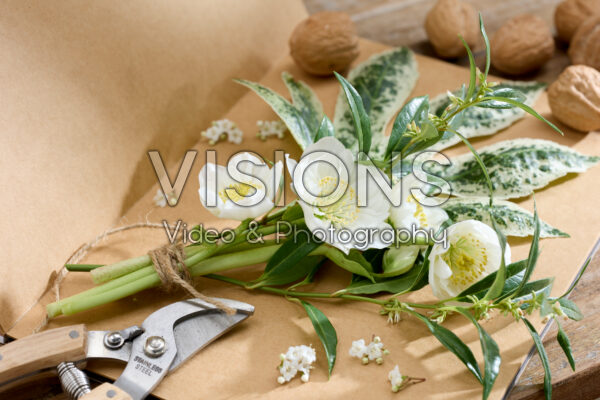 Helleborus niger Bright Star