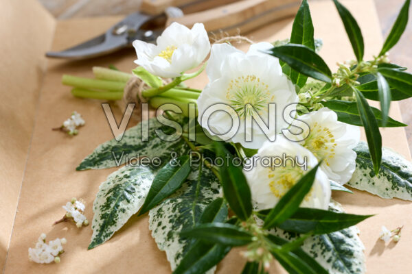 Helleborus niger Bright Star