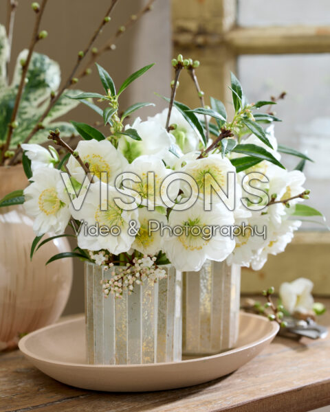 Helleborus niger Bright Star Helleborus niger Bright Star