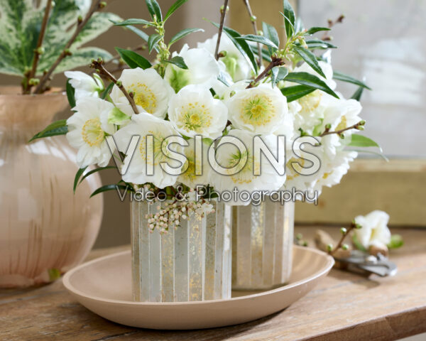 Helleborus niger Bright Star