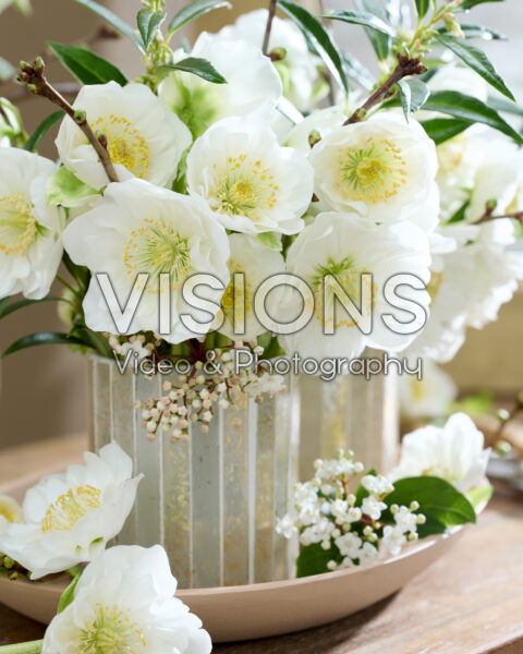 Helleborus niger Bright Star