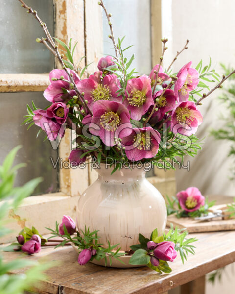 Helleborus Frostkiss Rhythm Pink Helleborus Frostkiss Rhythm Pink