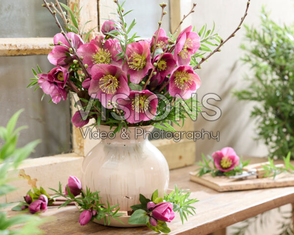 Helleborus Frostkiss Rhythm Pink Helleborus Frostkiss Rhythm Pink