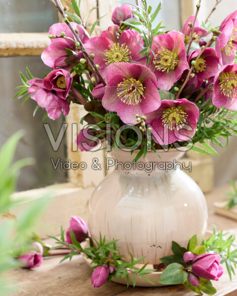 Helleborus Frostkiss Rhythm Pink