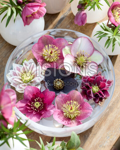 Helleborus flowers in bowl