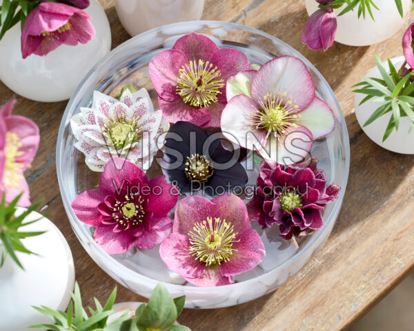 Helleborus flowers in bowl