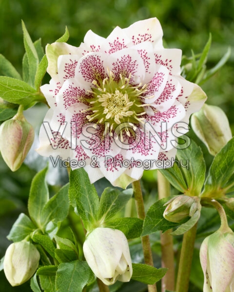 Helleborus orientalis Cinderella