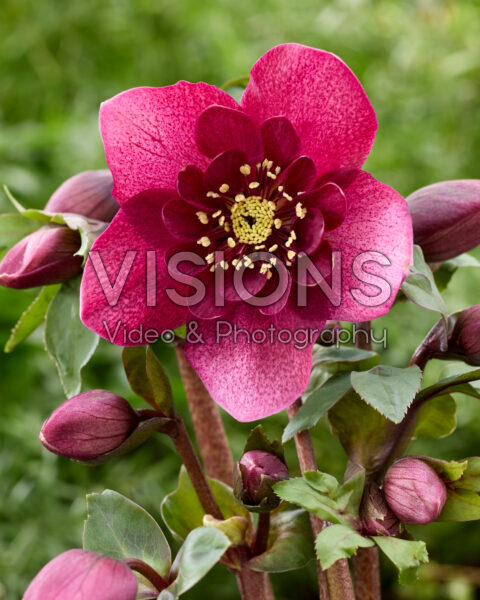 Helleborus orientalis Jaëlla Helleborus orientalis Jaëlla