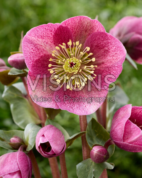 Helleborus Frostkiss Rhythm Pink