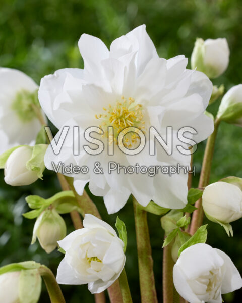 Helleborus niger Double