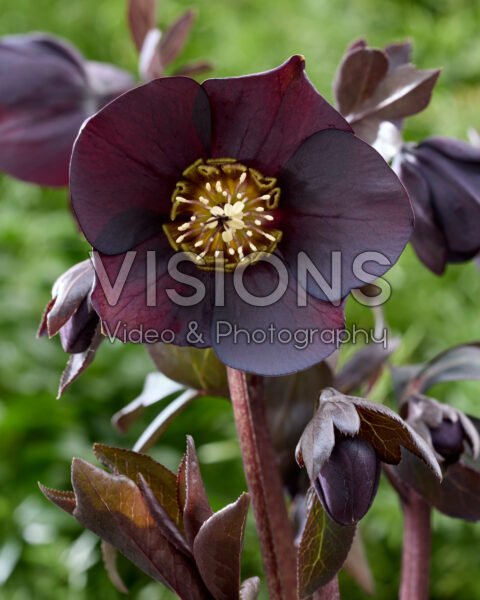 Helleborus orientalis Lucy
