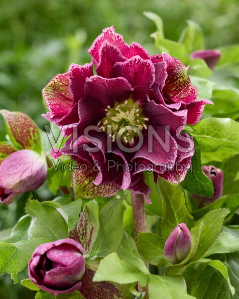 Helleborus orientalis Rubina