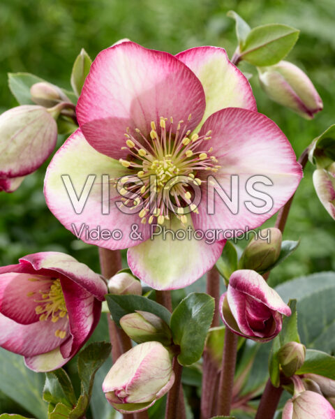 Helleborus Frostkiss Magico Helleborus Frostkiss Magico