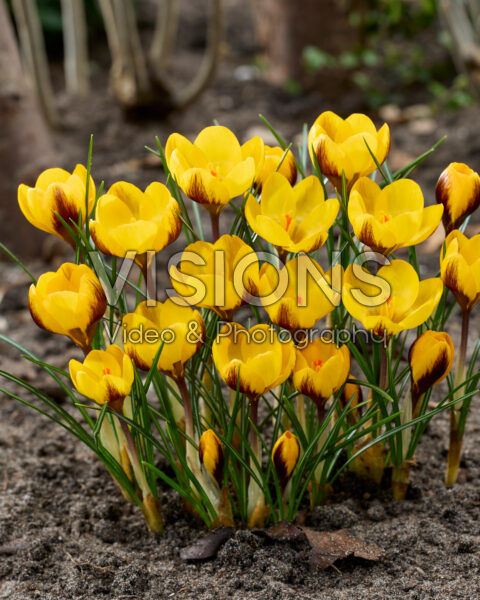 Crocus Dordogne