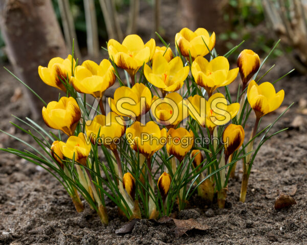 Crocus Dordogne Crocus Dordogne