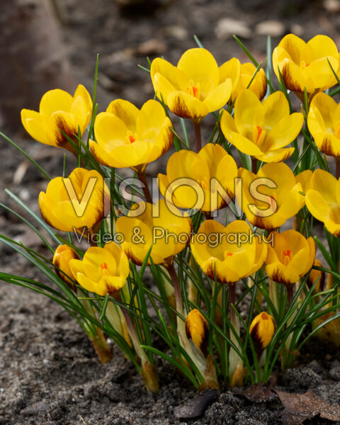Crocus Dordogne Crocus Dordogne