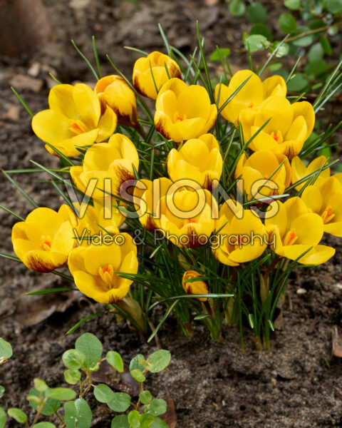 Crocus Dordogne Crocus Dordogne