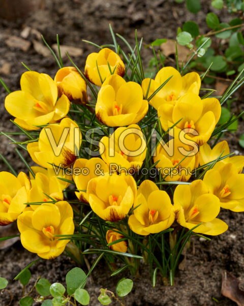 Crocus Dordogne