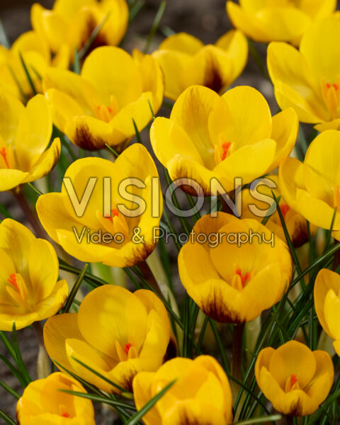 Crocus Dordogne