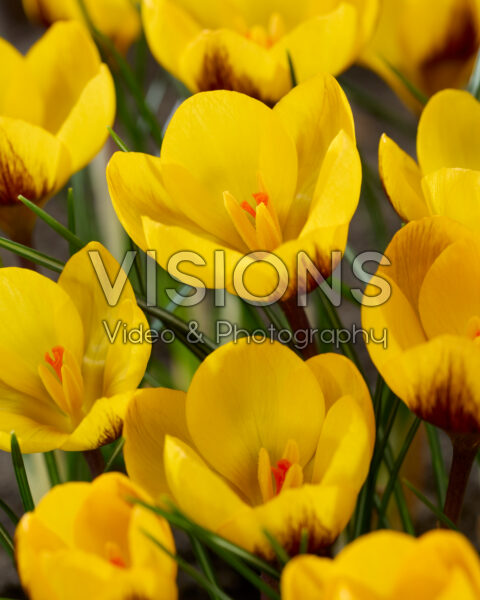 Crocus Dordogne